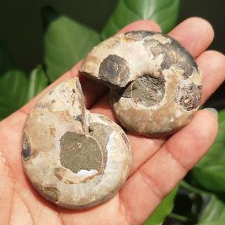 1 Pair Half Cut Ammonite Shell Jurrassic Fossil Specimen Madagascar 67g P1985 3