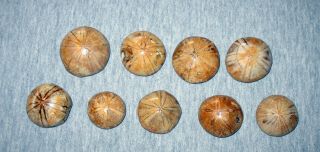 9 Madagascar Sea Urchin Star Fish Fossils 1 " Plus