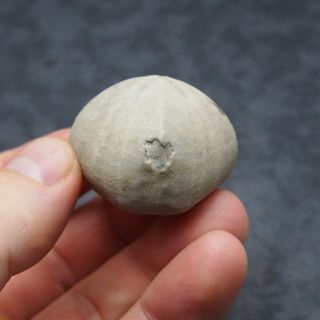 Echinoid Micraster sp.  Fossil Natural Sea Urchin 3