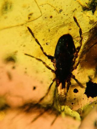 Tick&unknown Hairy Item Burmite Myanmar Burmese Amber insect fossil dinosaur age 3