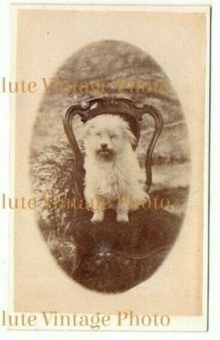 Old Cdv Photograph Terrier Type Pet Dog On A Chair Vintage C.  1880
