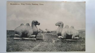 China Vintage Qing Real Photo Postcard Dromedaries Ming Tombs Nanking