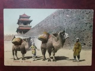 China Vintage Postcard,  Peking,  Camel At Peking City Wall,  Lovely Postcard