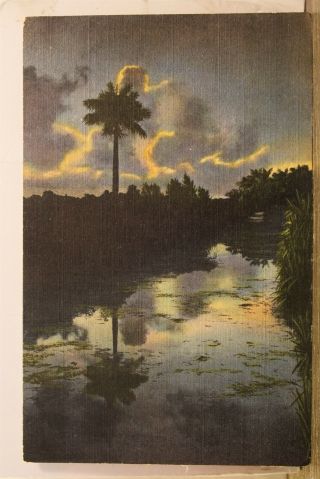 Florida Fl Everglades Lone Sentinel Postcard Old Vintage Card View Standard Post