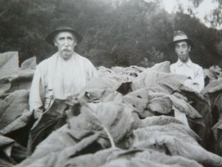 Old Photo Men In A Tobacco Field Virginia 1900