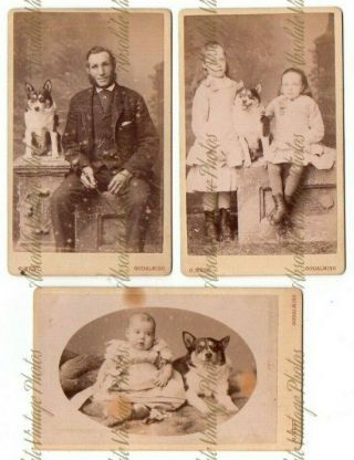 Old Cdv Photos Happy Pet Dog With Family Members G.  West Godalming Surrey 1880s