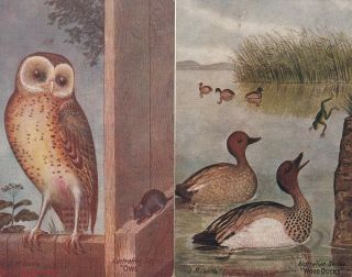 Vintage Postcard 2 X Artist J.  M.  Cantle Australian Series Birds 1900s