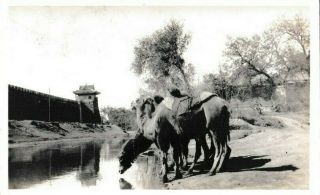Vintage Real Photo Rp Postcard Camels Forbidden City Peking Beijing China 1935