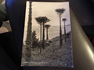 Vintage Postcard - Edwin Smith - Portmeirion Peninsula Whitesand Bay R8