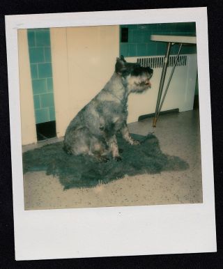 Old Vintage Polaroid Photograph Adorable Puppy Dog Sitting On Fur Rug In Kitchen