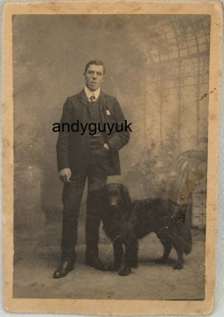 Cabinet Card Gentleman Flat Coated Retriever Dog Antique Photo Animal