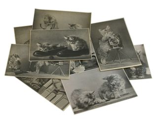 Vintage Set 9 Postcards W/b Real Photo Cats Animals Soviet Russia Moscow 1955