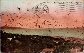 Vintage 1923 Birds On Hat Island,  Great Salt Lake In Utah Ut Postcard
