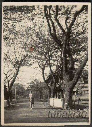 Q11 Ww2 Philippine Campaign Photo Japanese Soldier In Mckinley Row Acacia Trees