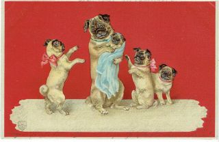 H Maguire Artist Old Postcard Anthropomorphic Pug Dogs Mother & Pups 1902 Emb