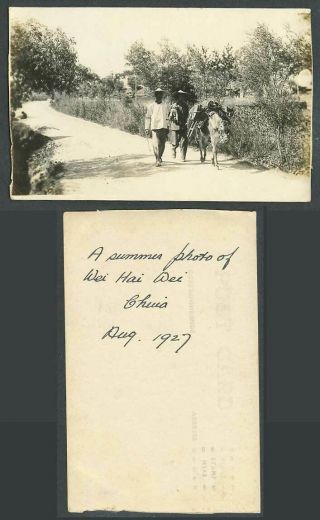 China Aug 1927 Old Postcard A Summer Photo Of Weihaiwei Wei Hai Wei,  Donkey Mule