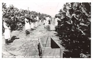 Quincy Florida Harvesting Cigar Wrapper Tobacco Vintage Postcard Aa35510