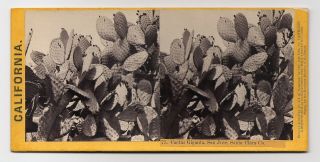 Lawrence & Houseworth : San Jose Ca Cactus Giganta 1865 Sv Photo Santa Clara Co.