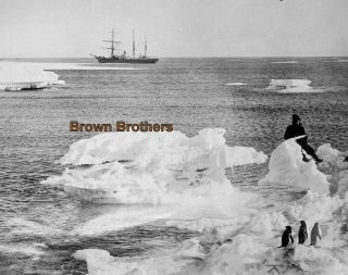 1914 Explorer Ernest Shackleton Endurance & Penguins Glass Photo Negatives (2)