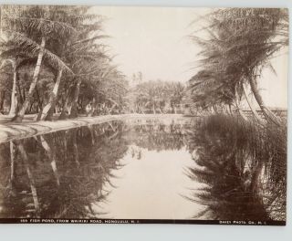 Frank Davey,  Fish Pond Waikiki Road Honolulu Hawaii 1880s Hawaiian Albumen Photo