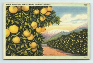 Grape Fruit Grove Old Baldy Mount San Antonio Southern California Postcard