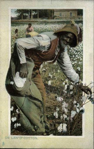 Black Americana Old Man Picking Cotton C1910 Tuck Postcard