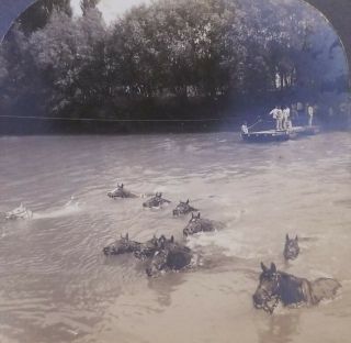 Antique World War 1 Photo Of French Cavalry Horses Swim Across River,  Stereoview