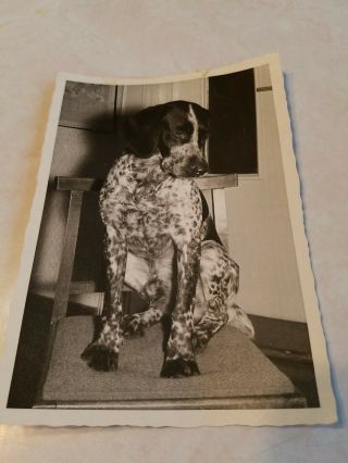 Vintage Postcard German Shorthair Pointer Black And White Photo Dog