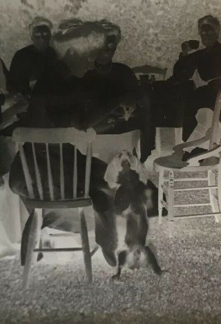 Antique Dog Photographic Glass Dry Plate Negative Vtg Canine Puppy Party Family