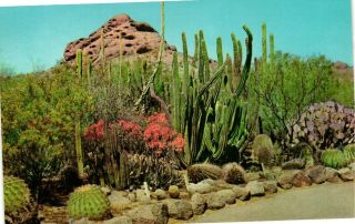 Vintage Postcard - In The Desert Scene Botanical Garden Arizona Az 5455