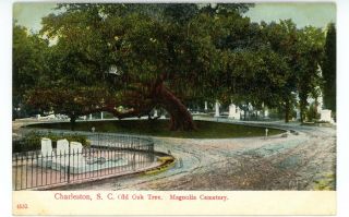 Charleston Sc - Old Oak Tree In Magnolia Cemetery - Postcard