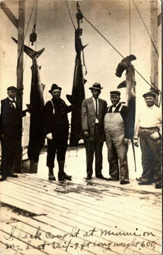 Fishing Sharks Caught In Miami Florioda Old 1913 Real Photo Postcard