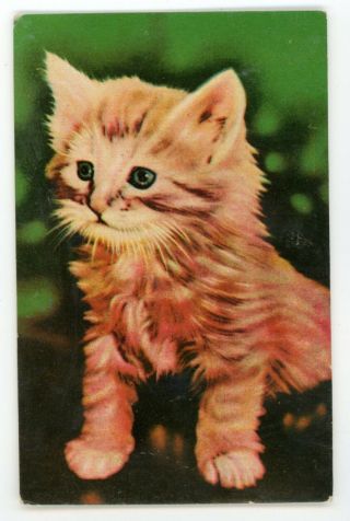 Vintage Novelty Greeting Squeaker Postcard With Pet Cat Kitten