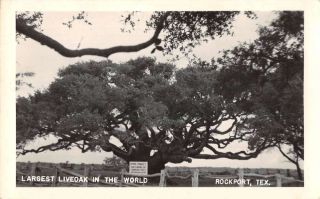 Rockport Texas Largest Live Oak Tree Real Photo Vintage Postcard Aa36278
