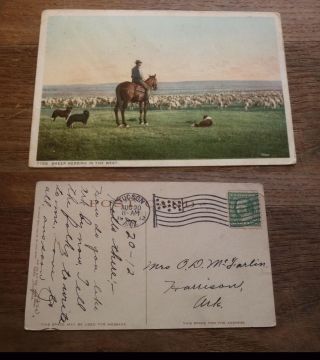 Old Usa American Postcard,  Tucson Arizona,  Sheep Hearding In The West 1912