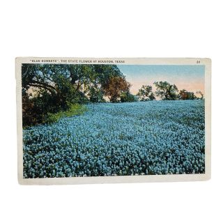 Houston Texas Field Of Blue Bonnets State Flower Vintage Postcard