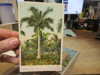 Vintage Old Postcard Florida Coconut Grove Miami Royal Palm Trees Wild Tropical