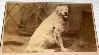Rare Antique Victorian American Cute Pet Dog Marlboro,  Ma Animal Cdv Photo Us