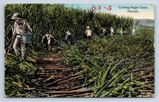 Vintage Postcard Cutting Sugar Cane Hawaii Honolulu 1917 C3