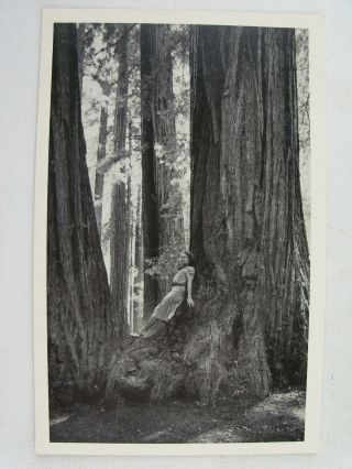Vtg 1936 Muir Woods Redwood Trees,  San Francisco,  J.  C.  Bardell Ca Postcard
