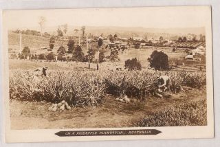 Vintage Postcard Rppc On A Pineapple Plantation,  Australia 1900s