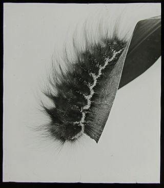Vintage Magic Lantern Slide Megalopyge Fieldia Caterpillar C1930 Photo Moth