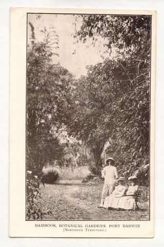 Vintage Postcard Bamboos,  Botanical Gardens Port Darwin Nt.  Qld