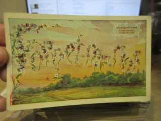 Victorian Era Old Postcard Texas Language Of Flowers Glazier Forget Me Nots Sky