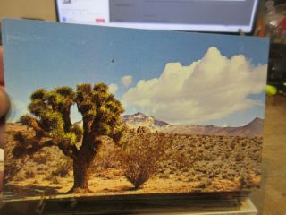 Vintage Old Arizona Postcard Joshua Tree Mojave Desert Ugly Duckling Vegetation
