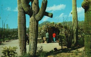 Vintage Postcard 1966 Tunnel Entrance Sonora Desert Museum Tucson Arizona Az