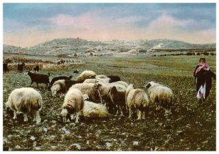 Jerash: The Old Roman City,  Jordan,  Rare Vintage Postcard