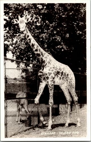 Rppc View Of Giraffe At Toledo Oh Zoo Vintage Postcard E02