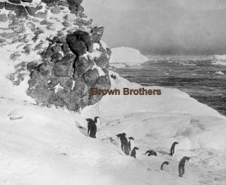 1914 Explorer Ernest Shackleton Penguins On The Ice Floes Glass Photo Negative