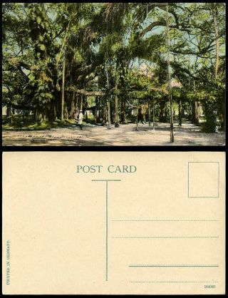 India Old Colour Postcard Great Banyan Tree Trees,  Calcutta,  Native Man Standing